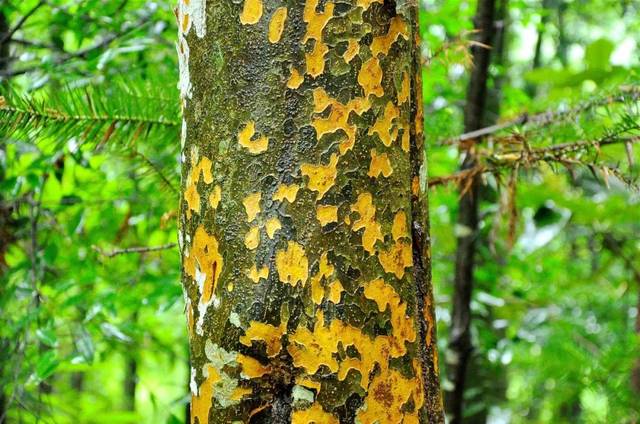 美丽中国相册|树皮之美 艳若云裳