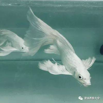 黄金龙凤白金龙凤这些龙凤锦鲤都是高颜值