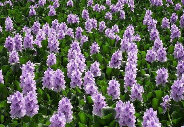 农村水塘上的一种漂亮植物能清热解暑正好夏季可以泡饮