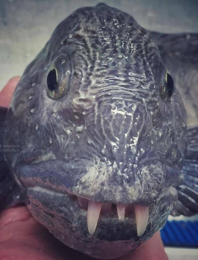 海洋世界中动物千奇百怪的牙齿