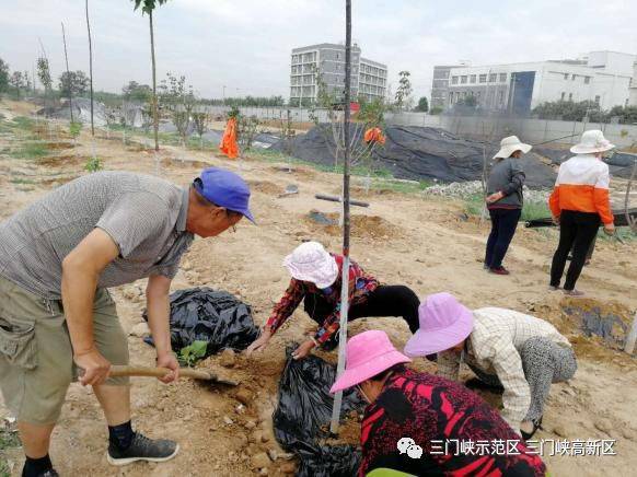 三门峡苗木种植：绿意盎然的新时代景象