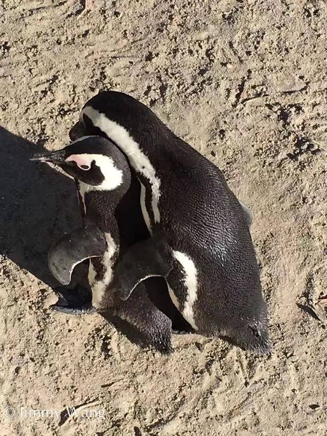 南部非洲直播 | 跟着团友Jimmy,探索马云、黄渤