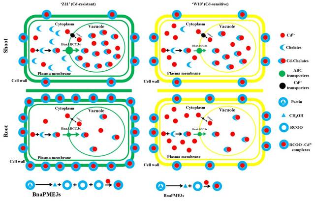 湖南农业大学张振华课题组揭示粮油作物重金属镉定向分