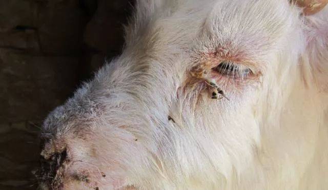 羊红眼病治疗非常简单