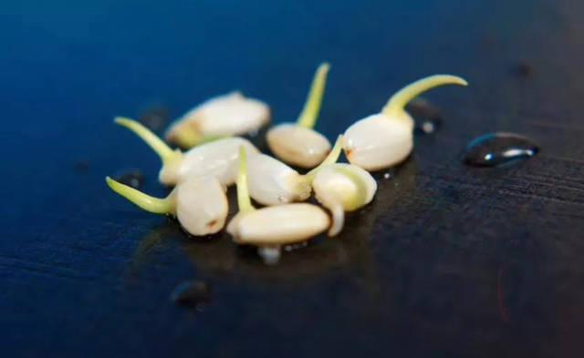 一旦条件适宜就会被"唤醒",然后迅速发芽,所以也叫做胚芽米