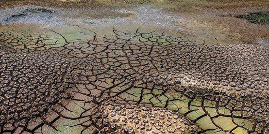 土壤维持着地球上四分之一的生物多样性,在1平方米的森林土壤中,可以