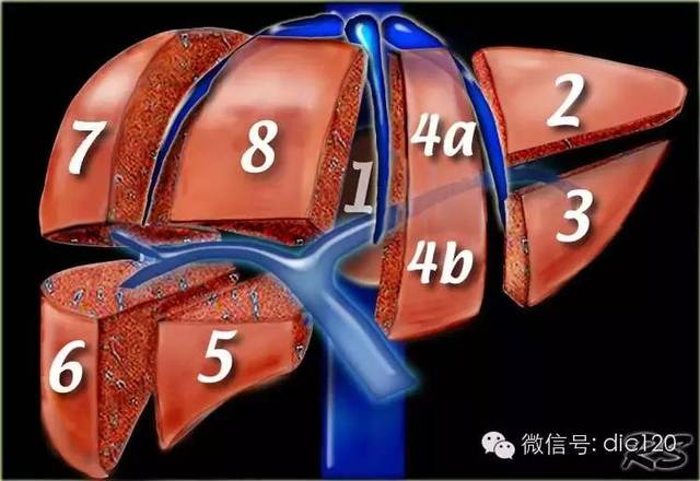 提供一个比较简便好记的方法: 第一肝门以上顺时针:7 8 4 2 第一肝门