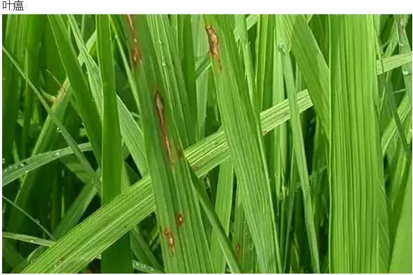水稻病害即将来袭,一定要加强预防工作!
