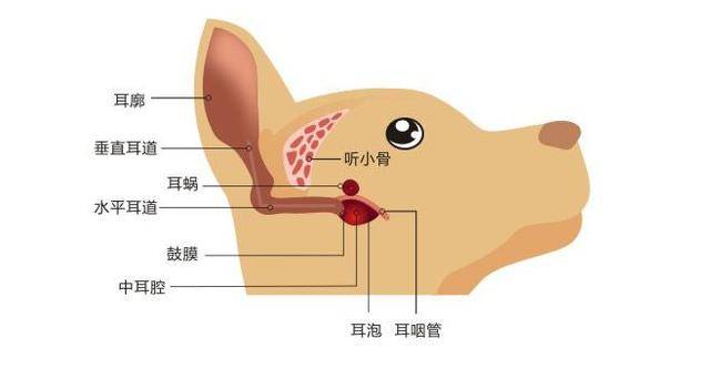 犬猫淋巴结分布图图片