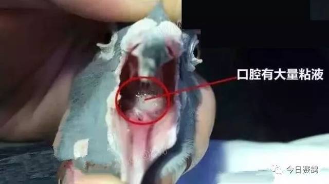 健康鸽子口腔图片图片