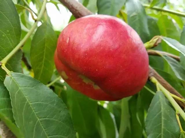 紫金早油蟠桃苗品种介绍 紫金早油蟠桃苗特点