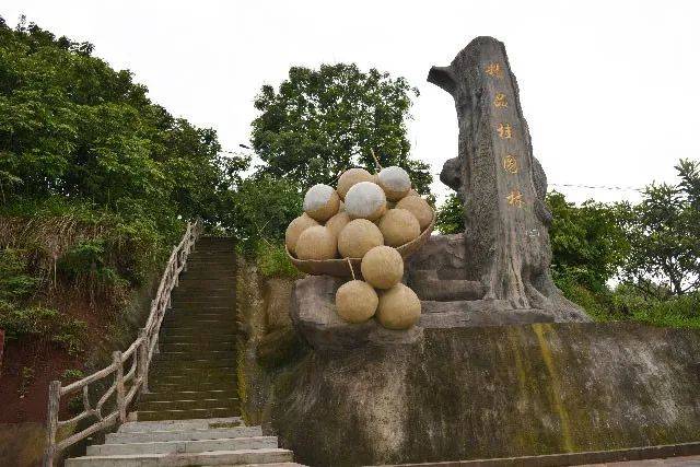 清江河中岛,有着百年桂圆种植历史,现存百年桂圆树32棵,是休闲观光
