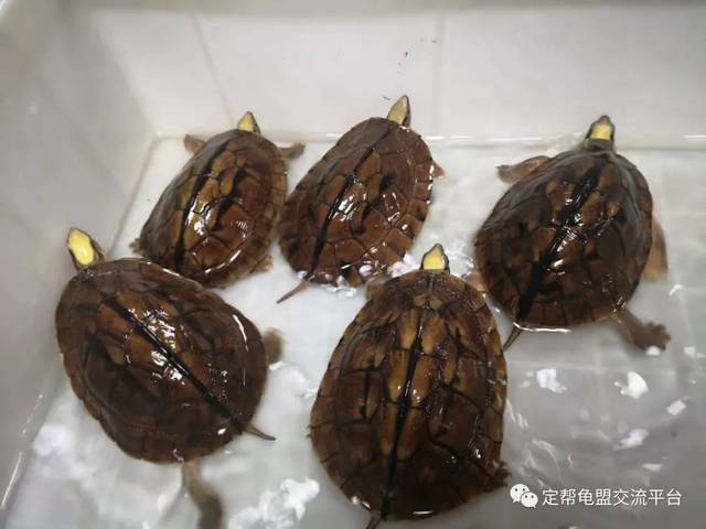 杂黑头苗杂黑头苗,50条,30块一条,打包出,有黑花有黑草.