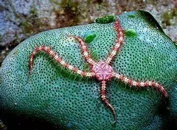 蜈蚣蛇尾海星图片