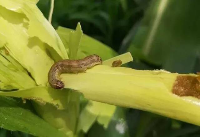 严重的田块甚至绝收可致玉米苗期受害减产20%至50%,短短数日就能糟蹋