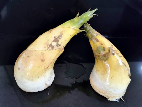 三杯不一定是"鸡"的独有做法,换成马蹄笋更具风味