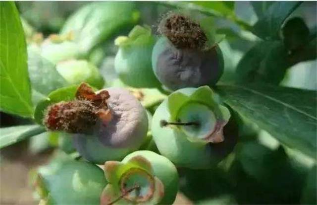 蓝莓僵果防治方法