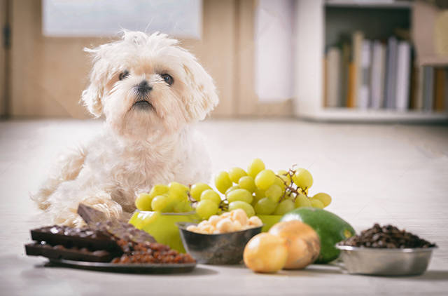 狗狗不能吃的20多种常见食物 对狗狗有毒可能会对狗狗有生命危险