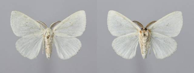 图13:茶白毒蛾雄成虫标本图