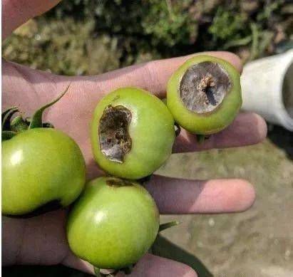 掌握番茄脐腐病发病7大因素,掌握7大防治措施,轻松解决脐腐病_手机搜