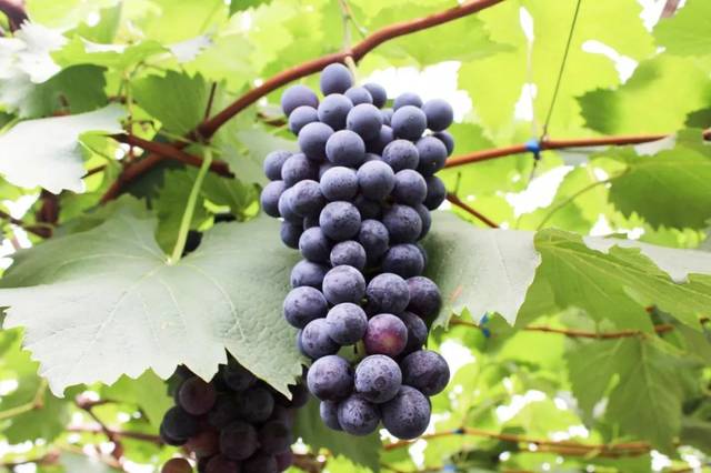 峨眉竟藏着300亩超大果园,万斤葡萄免费送,赶紧约起去摘!