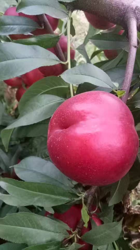 中油金铭油桃苗特点个大中油金铭油桃苗栽培管理介绍