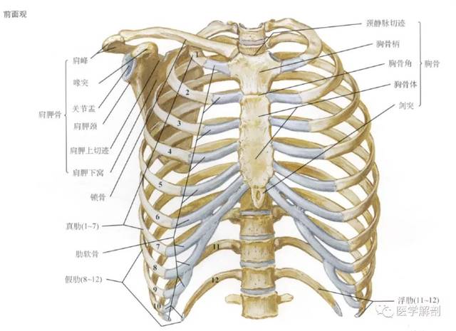 肋骨排列顺序数字图图片