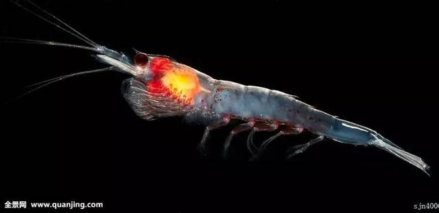 会发光的夜行者