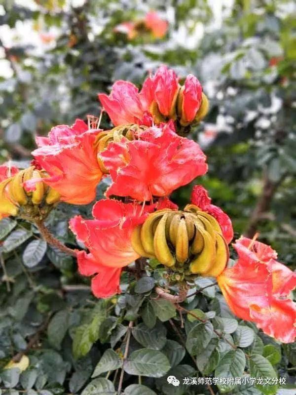 毕业季的主打歌:我不想说再见--记龙师附小龙文