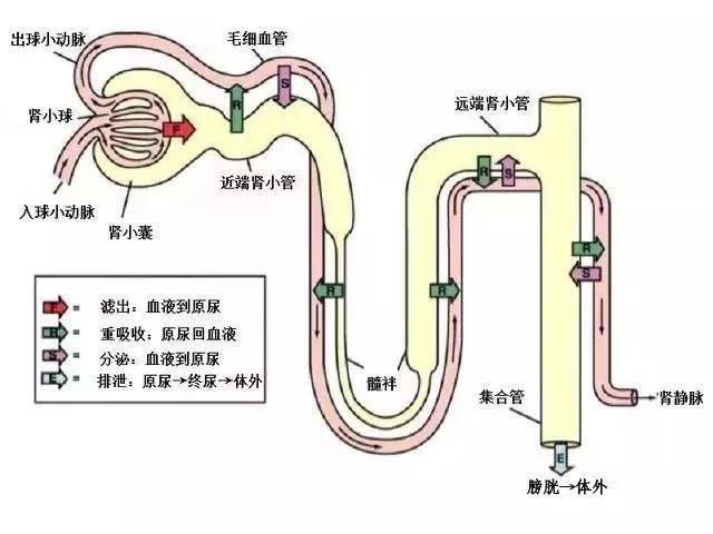 多喝水伤肾还是养肾? 专家这样解释