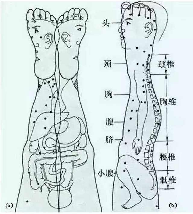 小腿对应的器官图图片