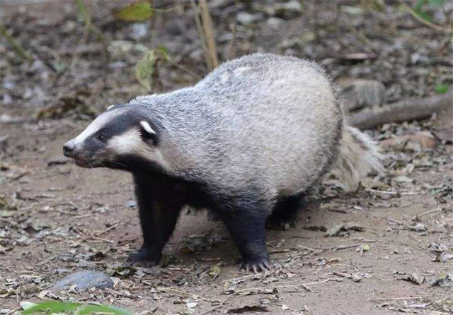 四川捉到无毛怪兽,长得像熊却有着猫的鼻子,外国人误以为是雪人_手机