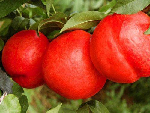 油桃品种新秀中油金缘品种介绍中油金缘油桃苗特点