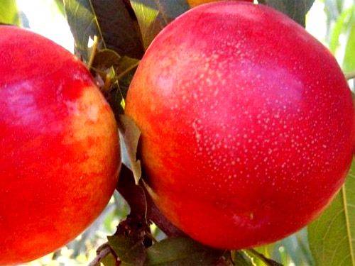 油桃品种新秀中油金缘品种介绍中油金缘油桃苗特点