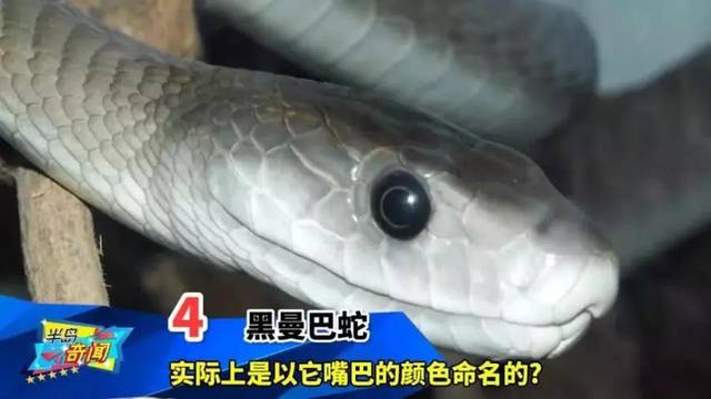 世界上毒性最强的蛇Top10,排名第1的你永远都