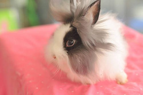 养兔知识:兔子拉不成形的粪便有影响吗