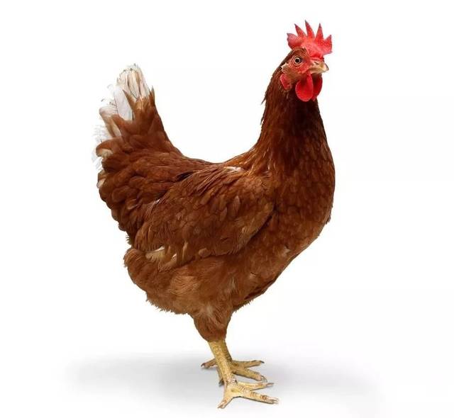 蛋鸡开产后容易出现的问题及处理方法._手机搜狐网