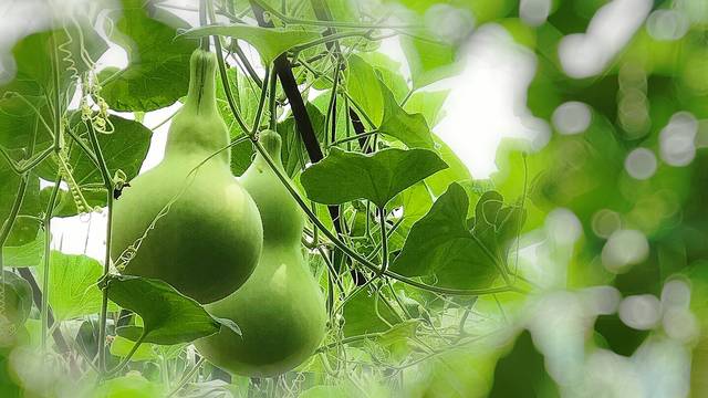 【星连文学社】广西诗人陈熠明:葫芦藤上葫芦娃_手机搜狐网