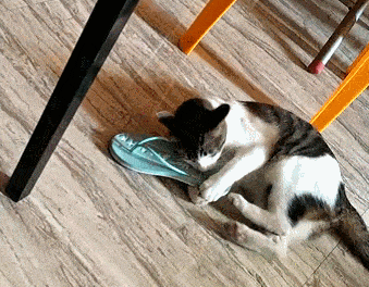 猫咪和拖鞋的爱恨情仇,我们平民无法理解!