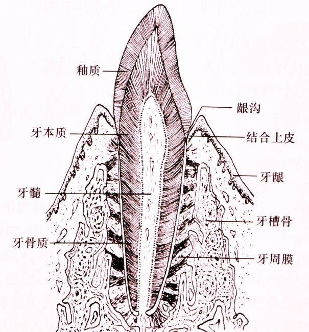 牙釉质基本结构示意图图片