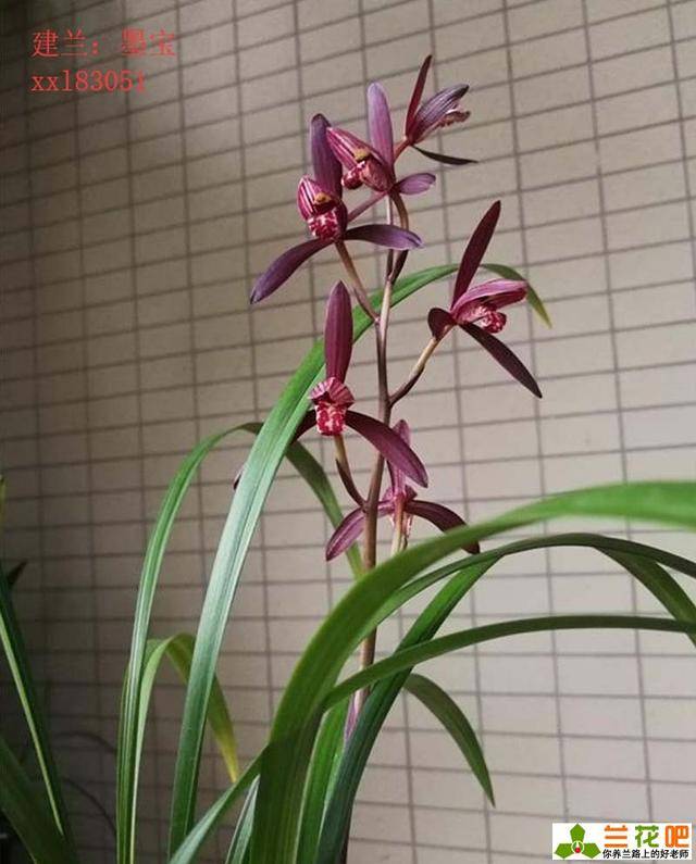 兰花开花知识,让兰花年年开花的方法