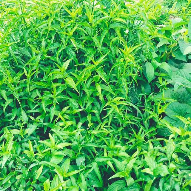 黎王草--黎家救命草_手机搜狐网