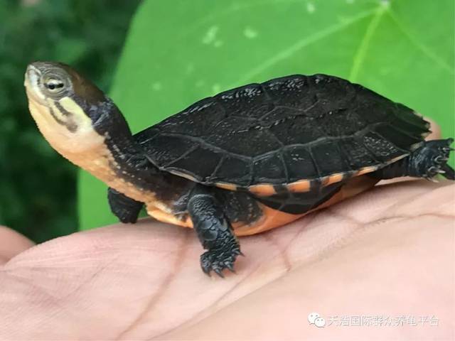 龟趣谈之金钱龟苗市场分析