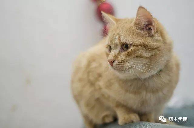 猫发情期持续多久 发情期护理注意事项