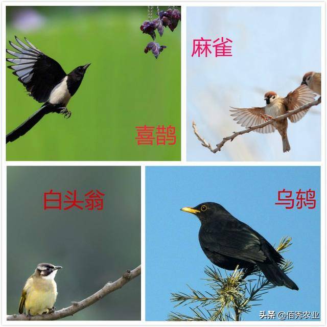 鸟类大全带鸟名称图片
