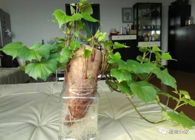 这5种菜根适合水培,直接放水里,长出小盆栽叶子也鲜美