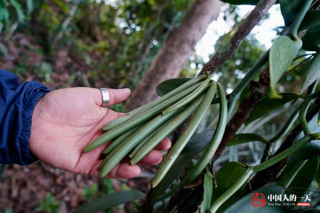 香草是一种多年生藤本植物,需要2到3年才能采收.