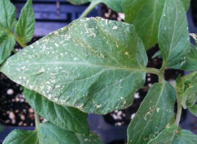 绣球花上面的蓟马