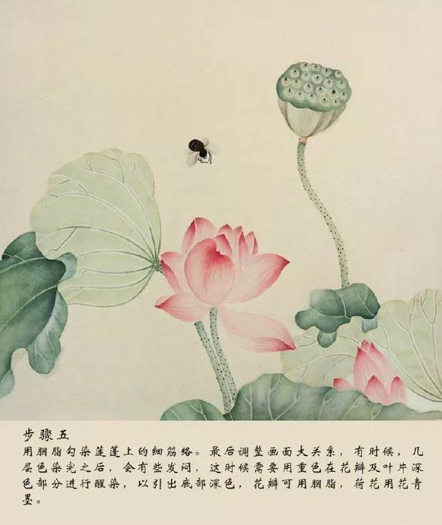 工笔教程《荷花图》此图荷花清丽，多姿多态！_搜狐网