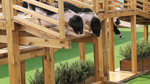 小猪跳水篇  吃过猪肉,见过猪跑,有见过小香猪会跳水吗?